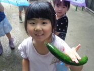 夏野菜の収穫